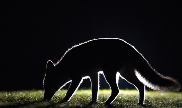 Renard roux (Vulpes vulpes) furetant la nuit © Peter Clayton / iStock photos